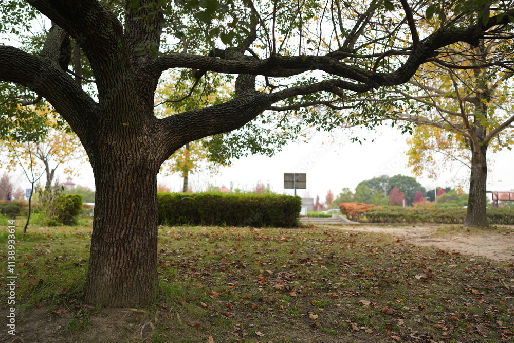 Naklejka premium Autumn leaves in a large park in Obu City, Aichi Prefecture, November 14, 2024