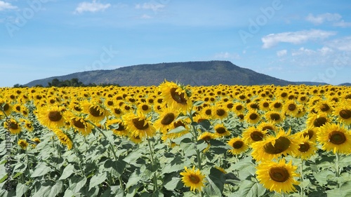 Endless Sunflower Horizon with Mountain View