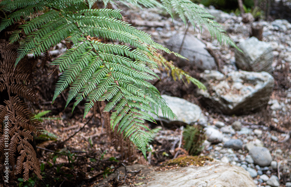 New Zealand flora fern plant green lush New Zealand flora fern plant green lush