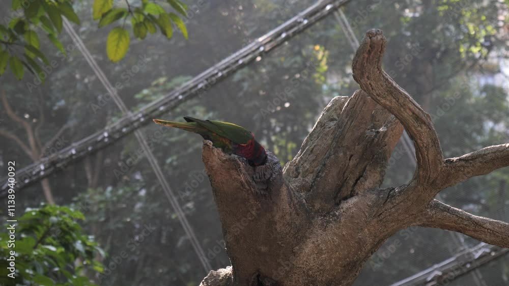Exotic Bird Perched in a Lush Tropical Forest - 4K Wildlife Video Exotic Bird Perched in a Lush Tropical Forest - 4K Wildlife Video
