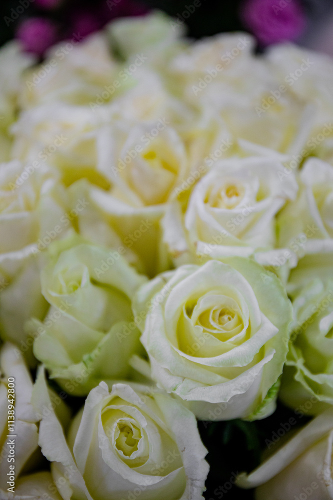 Obraz premium 장미