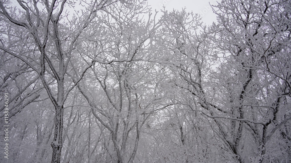 Snow-covered winter trees in Mt. Ilwol, Korea Snow-covered winter trees in Mt. Ilwol, Korea
