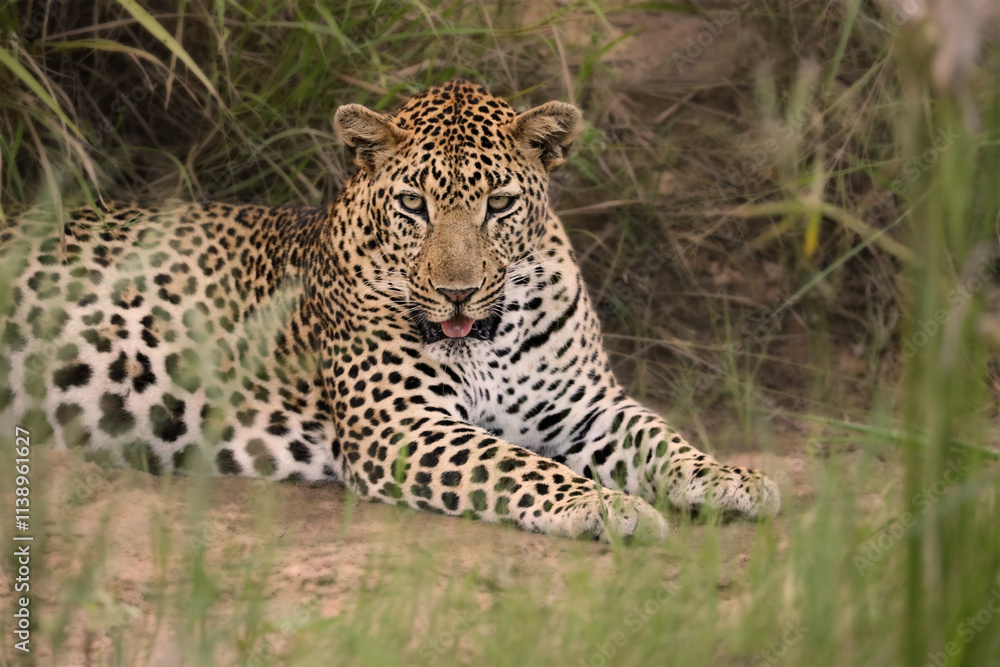 Leopard is laying in the grass, looking at the camera. Fauna of South Africa. The scene is peaceful and serene, with the leopard being the main focus of the image. Leopard is laying in the grass, looking at the camera. Fauna of South Africa. The scene is peaceful and serene, with the leopard being the main focus of the image.