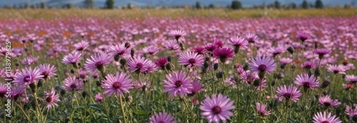 Field of centaurea jacea flowers in full bloom, wildflower, field flower photo