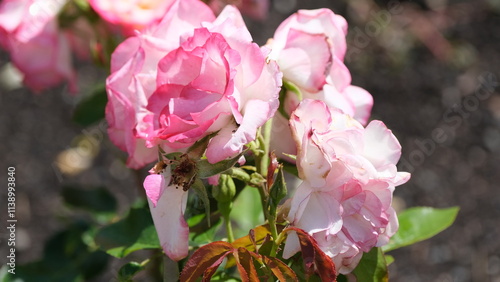 Flowers in garden