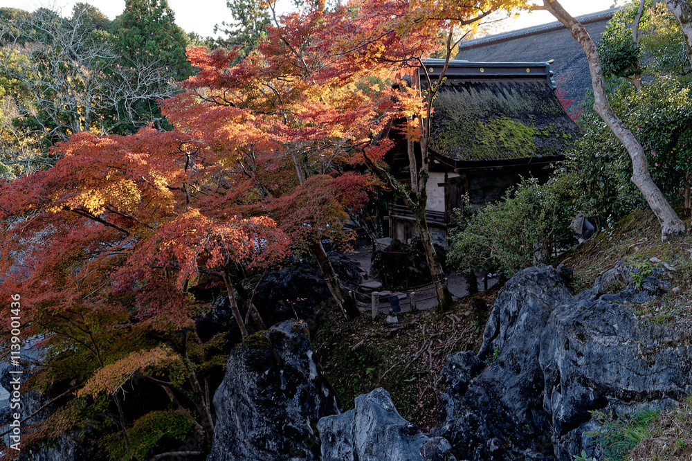 夕日に照らされる寺院の紅葉 夕日に照らされる寺院の紅葉