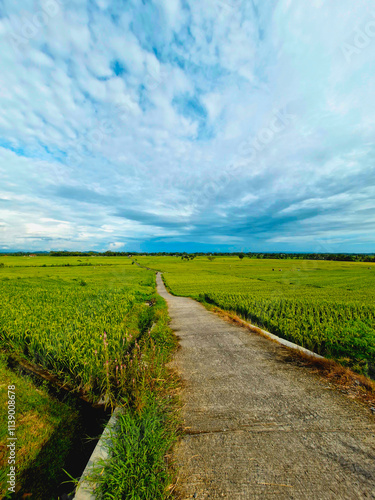 A very large rice field area with a small road in the middle on a sunny day. green rice field area in a beautiful and calm village with a blue sky in the background, so beautiful and peaceful