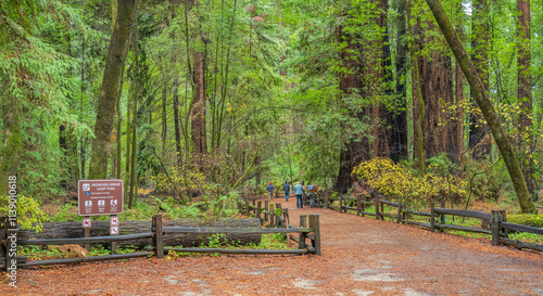 Foto Redwood nature park in California.
