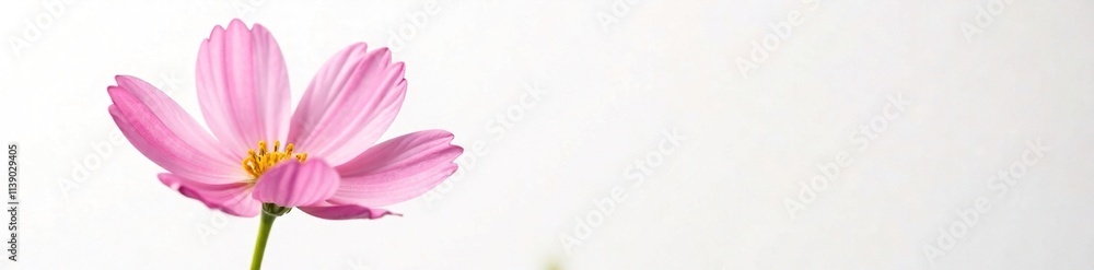Delicate pink petals of cosmos bipinnatus flower against soft white background, white background, nature, garden blooms Delicate pink petals of cosmos bipinnatus flower against soft white background, white background, nature, garden blooms