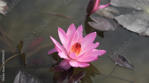 Beautiful Nenufar Flower 4K Nature Video