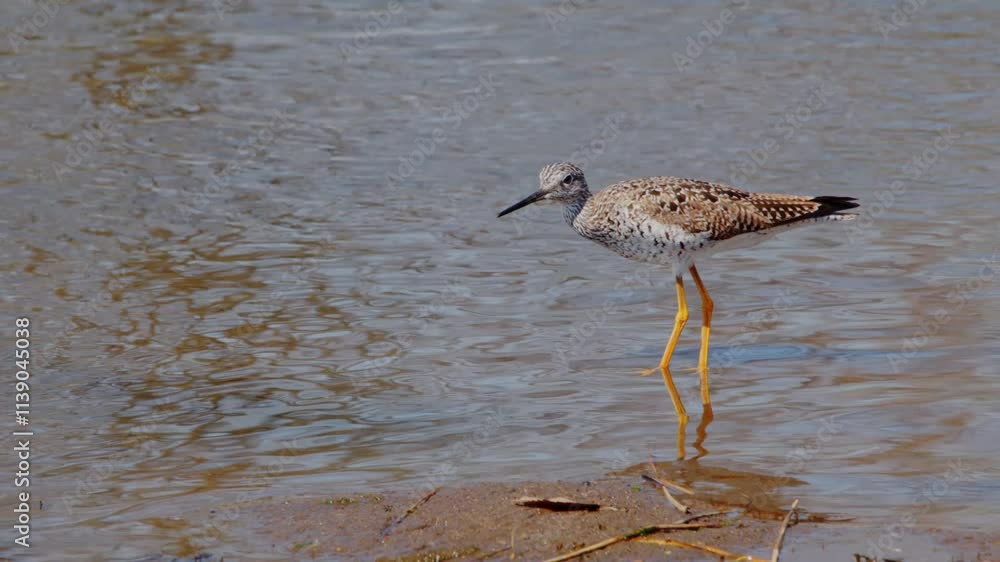 The greater yellowlegs (Tringa melanoleuca) is a large shorebird in the family Scolopacidae. It breeds in central Canada and southern Alaska and winters southern north america. The greater yellowlegs (Tringa melanoleuca) is a large shorebird in the family Scolopacidae. It breeds in central Canada and southern Alaska and winters southern north america.
