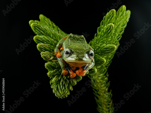 Javan flying frog or Reinwardt's flying frog (Rhacophorus reinwardtii) on green leaves with black background photo