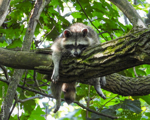 Raccoon (Procyon lotor) Native North American Mammal