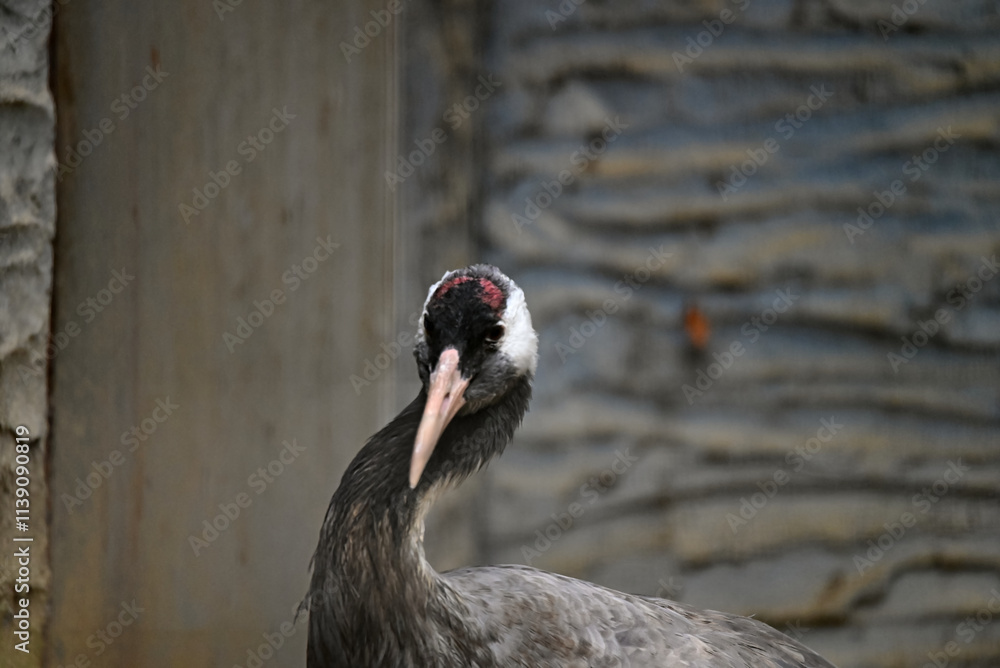 Obraz premium 動物園のタンチョウ