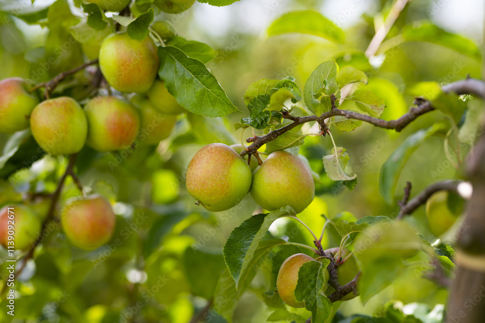 Apple tree. Red apple orchard. Apple garden. Red juicy apples in apple orchard. Branch of ripe red apples on a tree in a garden. Autumn Harvest. Apple tree. Red apple orchard. Apple garden. Red juicy apples in apple orchard. Branch of ripe red apples on a tree in a garden. Autumn Harvest.