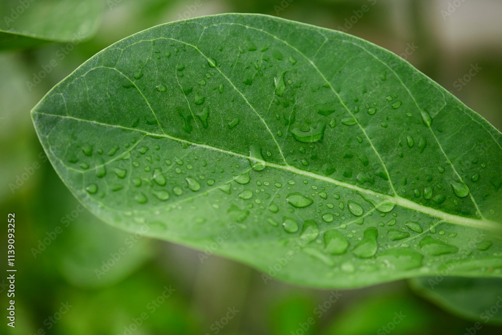 Close-up view of water drops on leaf Close-up view of water drops on leaf