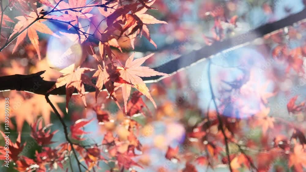 秋・冬　紅葉の森の風景　赤・オレンジ・黄色に色づいたカラフルな木々の葉とキラキラ輝く日差しと太陽の光レンズフレアの揺らめき　木漏れ日の美しい季節の風景