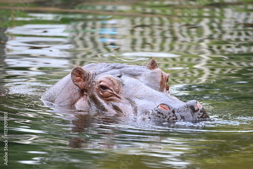 動物園のプールを泳ぐカバ photo