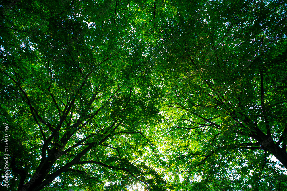 Nature of green leaf in garden at summer. Natural green leaves plants. Forest background. Green nature background. Green leaf background. Leaf in forest. Leaves plants backdrop. Nature of green leaf in garden at summer. Natural green leaves plants. Forest background. Green nature background. Green leaf background. Leaf in forest. Leaves plants backdrop.