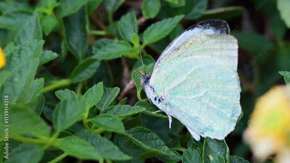 Butterfly on Leaves in Bangkok Park Butterfly on Leaves in Bangkok Park