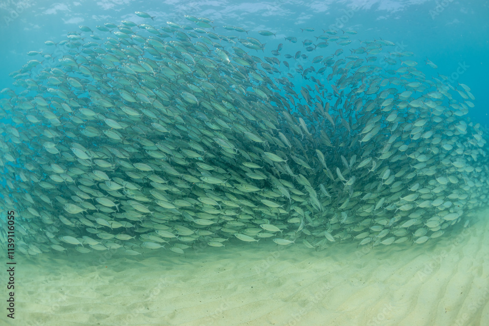 Obraz premium Bait ball of fish in blue ocean over sand