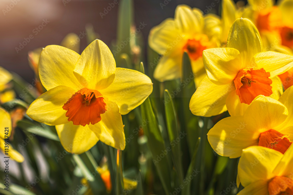 Beautiful yellow daffodils blooming in a garden in the morning light , beautiful soft bokeh, spring garden Beautiful yellow daffodils blooming in a garden in the morning light , beautiful soft bokeh, spring garden