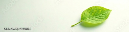 Single neem leaf on white background with shadow, botanical, foliage photo