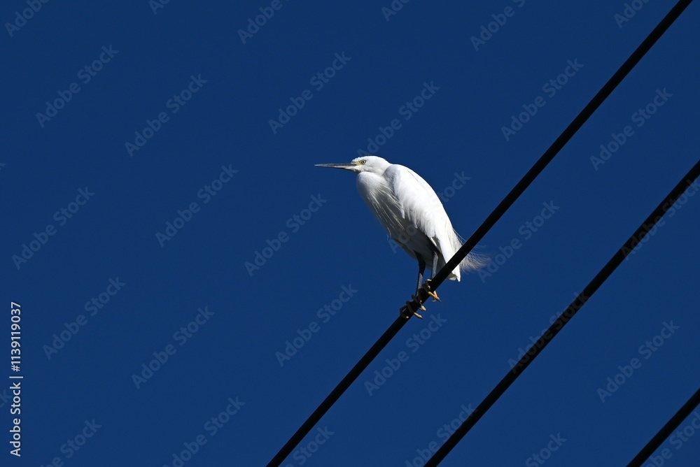 A flock of egrets playing on a telegraph pole. Wild bird background material. A flock of egrets playing on a telegraph pole. Wild bird background material.
