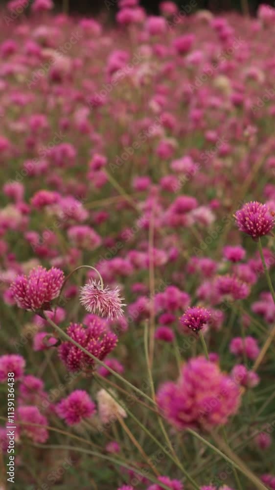 pink flowers in the garden pink flowers in the garden