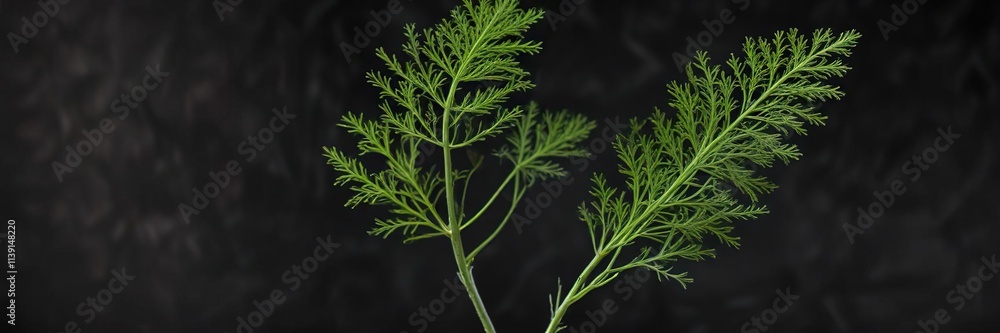 Fototapeta premium Single stem of fresh green dill against black background, leaves, foliage
