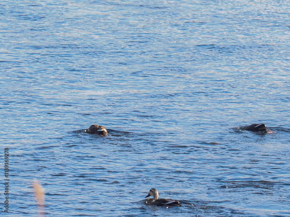 Fototapeta premium カルガモたち