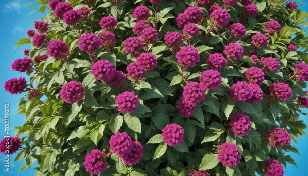 Overhead view of a lush amaranth plant with vibrant purple flowers and lush foliage against a clear blue sky, nature, outdoor Overhead view of a lush amaranth plant with vibrant purple flowers and lush foliage against a clear blue sky, nature, outdoor