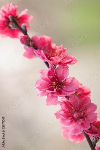 Photos Peach Red Baron. Prunus persica