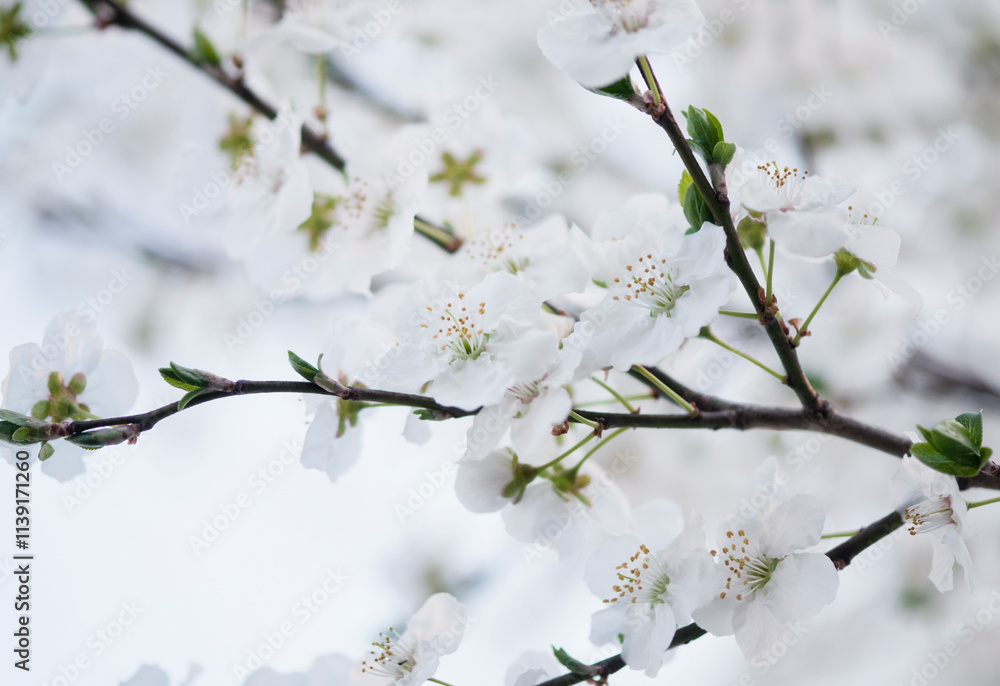 Plum Persian Green. Prunus domestica Plum Persian Green. Prunus domestica