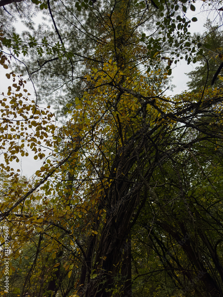 Overgrown Branch with Changing Leaves in the Forest Overgrown Branch with Changing Leaves in the Forest