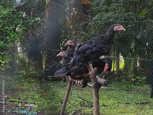 chicken