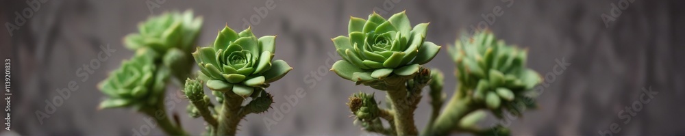 Obraz premium Small, plump, green buds on a succulent plant stem, stem, nature, foliage