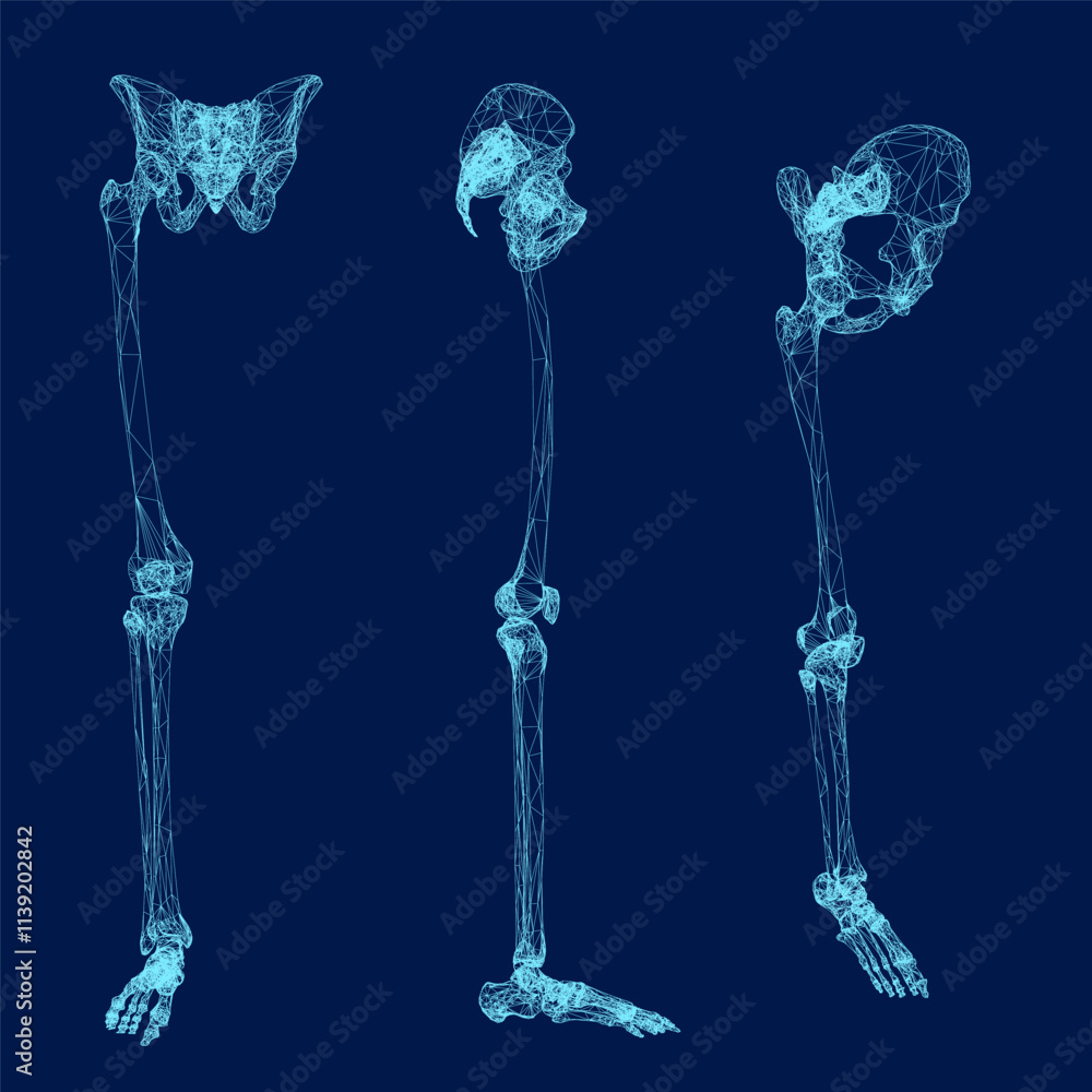 Set Right leg bones wireframe. Front, side, isometric view. Vector illustration Set Right leg bones wireframe. Front, side, isometric view. Vector illustration