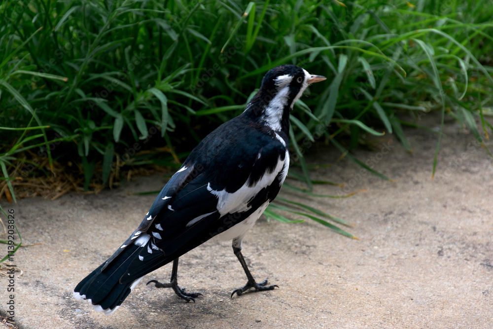 Fototapeta premium Beautiful black and white bird, considered an intelligent creature, a symbol of Australia.