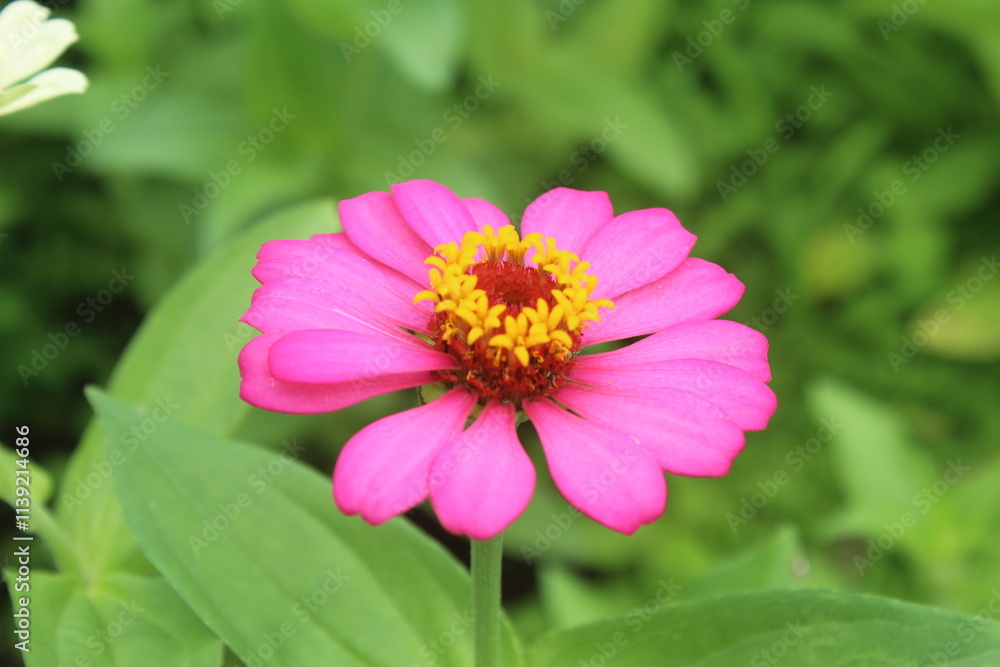 Close-up of a vibrant pink zinnia flower. Close-up of a vibrant pink zinnia flower.