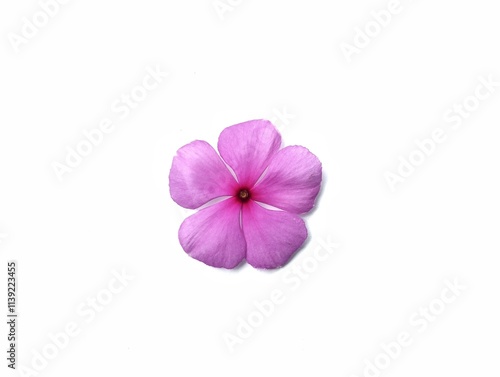 Garanium flower isolated on white background, Nature background concept 