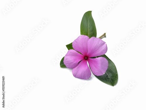 Garanium flower isolated on white background, Nature background concept  photo