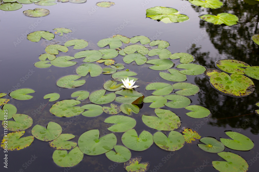 Beautiful water lily. Lotus flower with green leaves Beautiful water lily. Lotus flower with green leaves