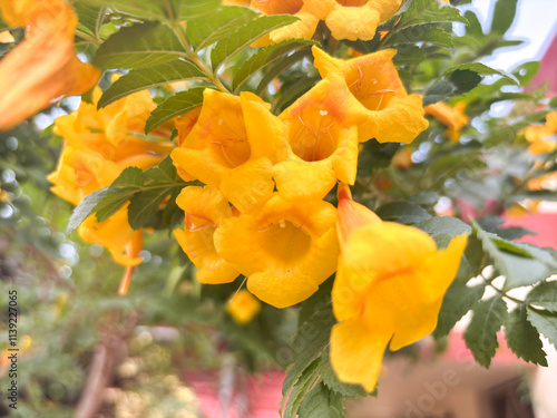 A yellow flower (yellow elder) with a heart shape is in the center of a group of yellow flowers photo