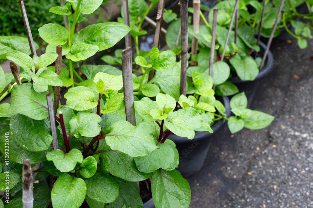 Ceylon spinach or basella rubra linn Ceylon spinach or basella rubra linn