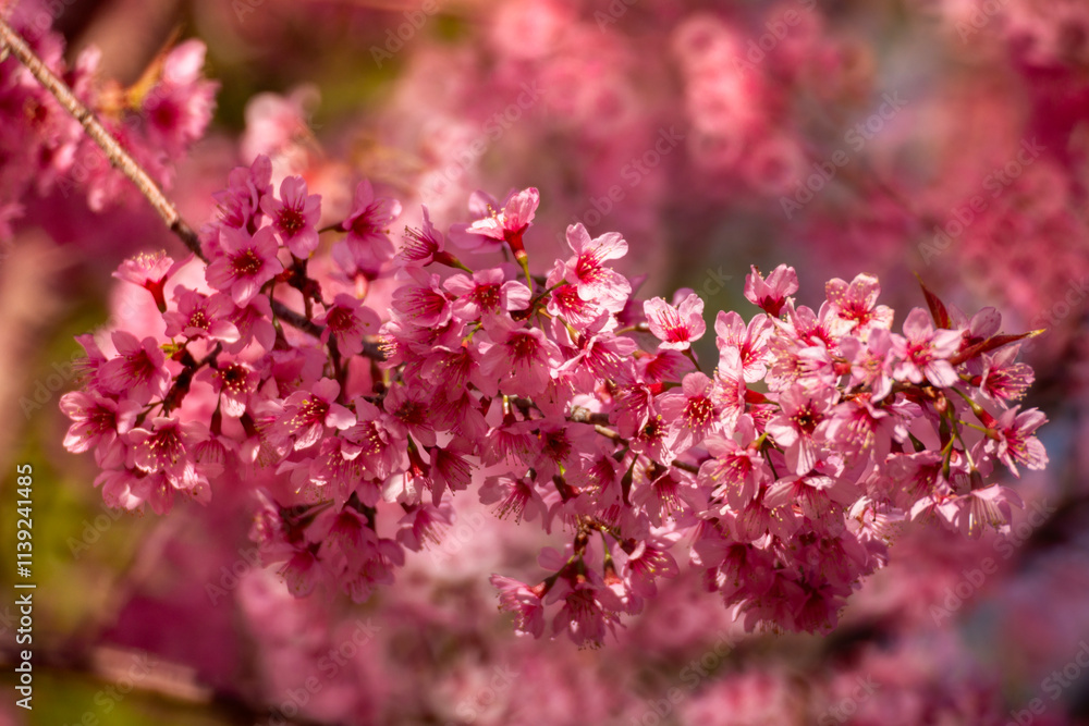 Fototapeta premium Pink Himalayan cherry blossoms bloom only in winter.