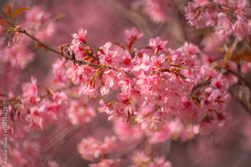 Pink Himalayan cherry blossoms bloom only in winter. Pink Himalayan cherry blossoms bloom only in winter.