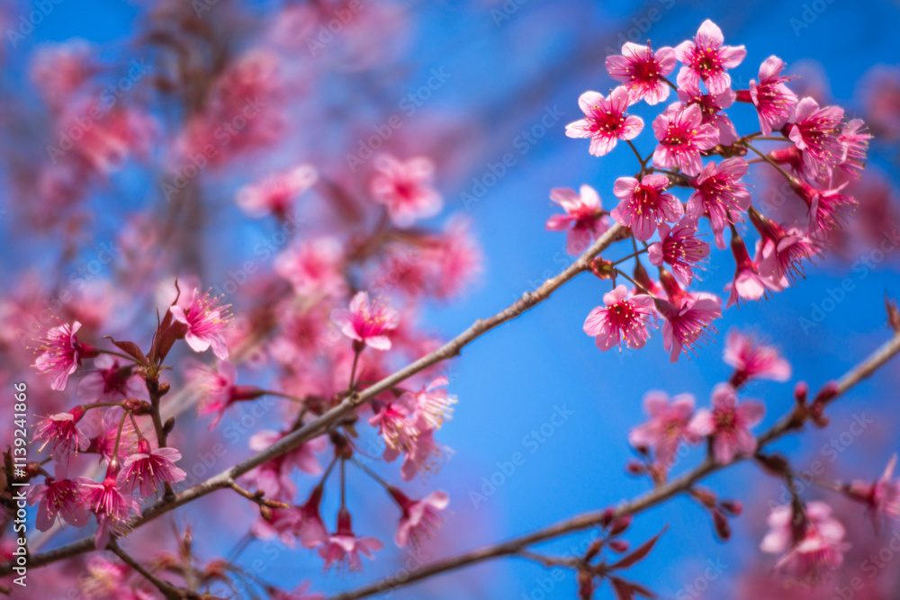 Pink Himalayan cherry blossoms bloom only in winter. Pink Himalayan cherry blossoms bloom only in winter.