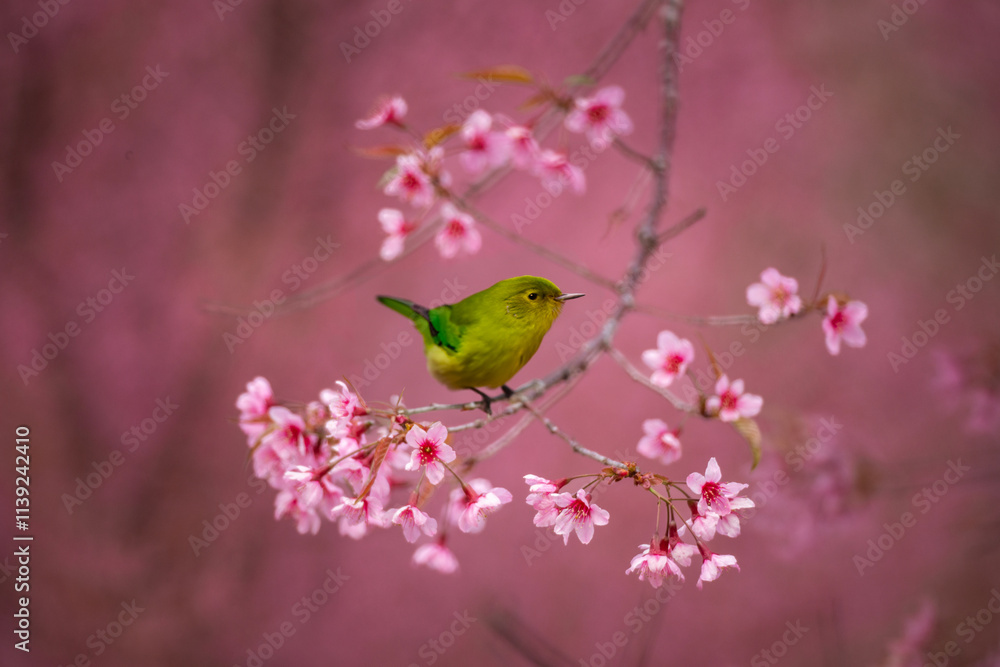 Pink Himalayan cherry blossoms bloom only in winter. Pink Himalayan cherry blossoms bloom only in winter.