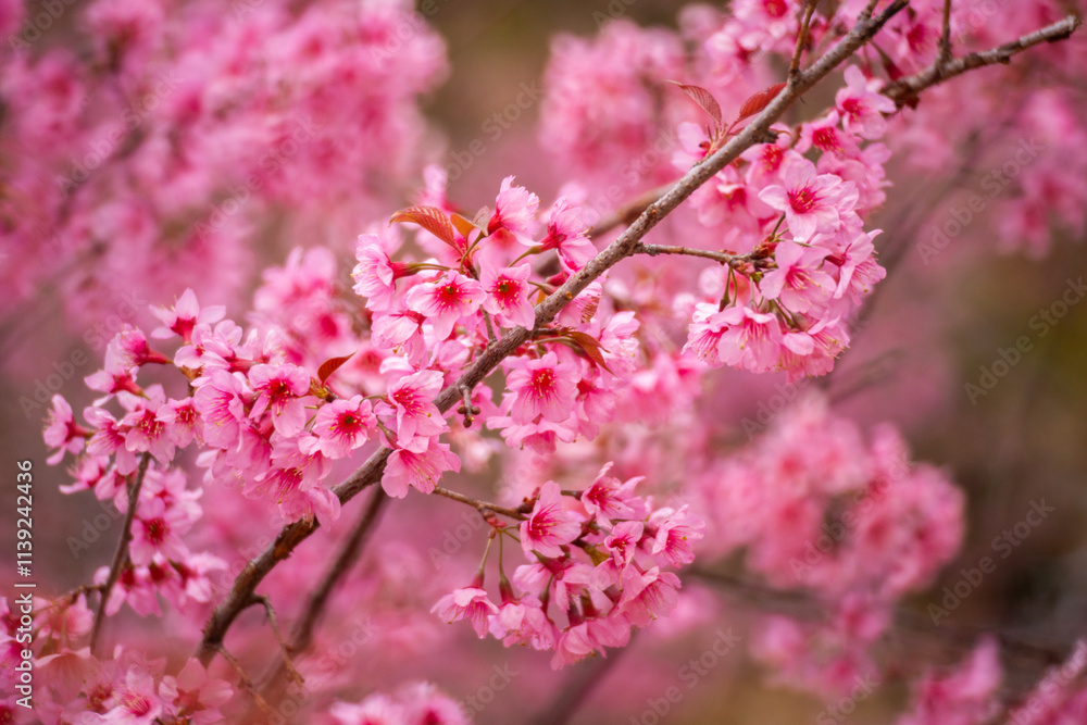 Pink Himalayan cherry blossoms bloom only in winter. Pink Himalayan cherry blossoms bloom only in winter.